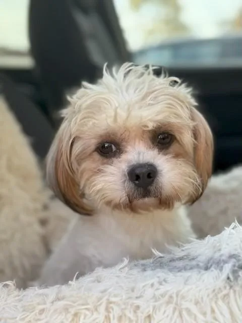 Davey Pimento thumbnail 4