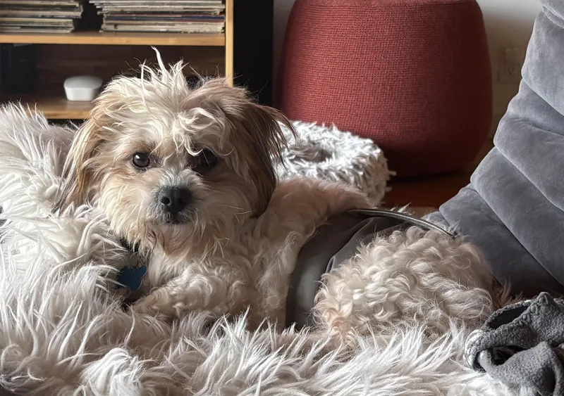 Davey Pimento thumbnail 5