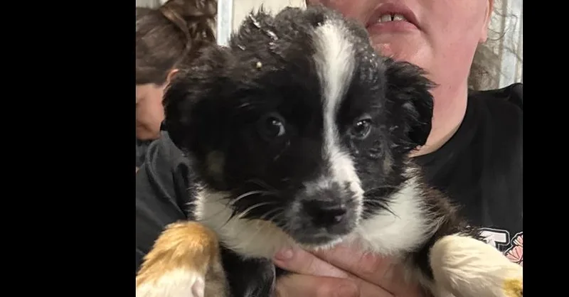 A baby small-sized male Mixed Breed dog named Grant for adoption in Papillion, NE