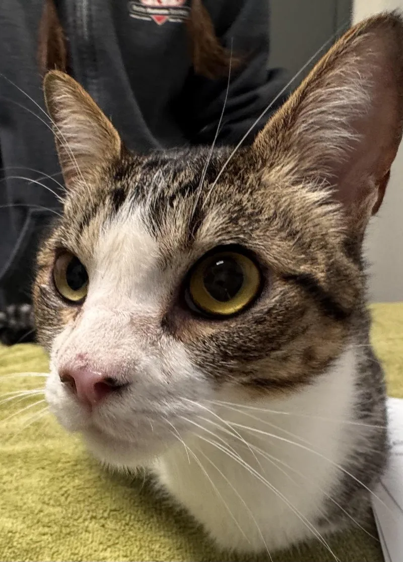 An adult large-sized female Domestic Short Hair cat named Lily for adoption in Chico, CA