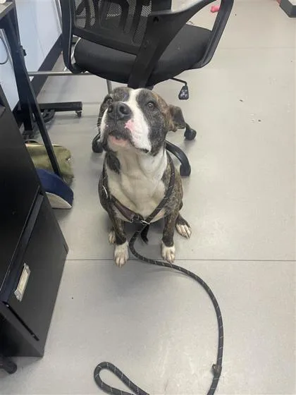An adult large-sized female Mixed Breed dog named Teriyaki for adoption in West Chester, PA