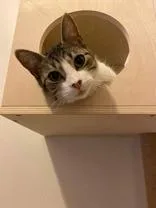 An adult medium-sized female Tabby (Brown / Chocolate) Domestic Short Hair cat named Swiffer for adoption in Ontario, NY