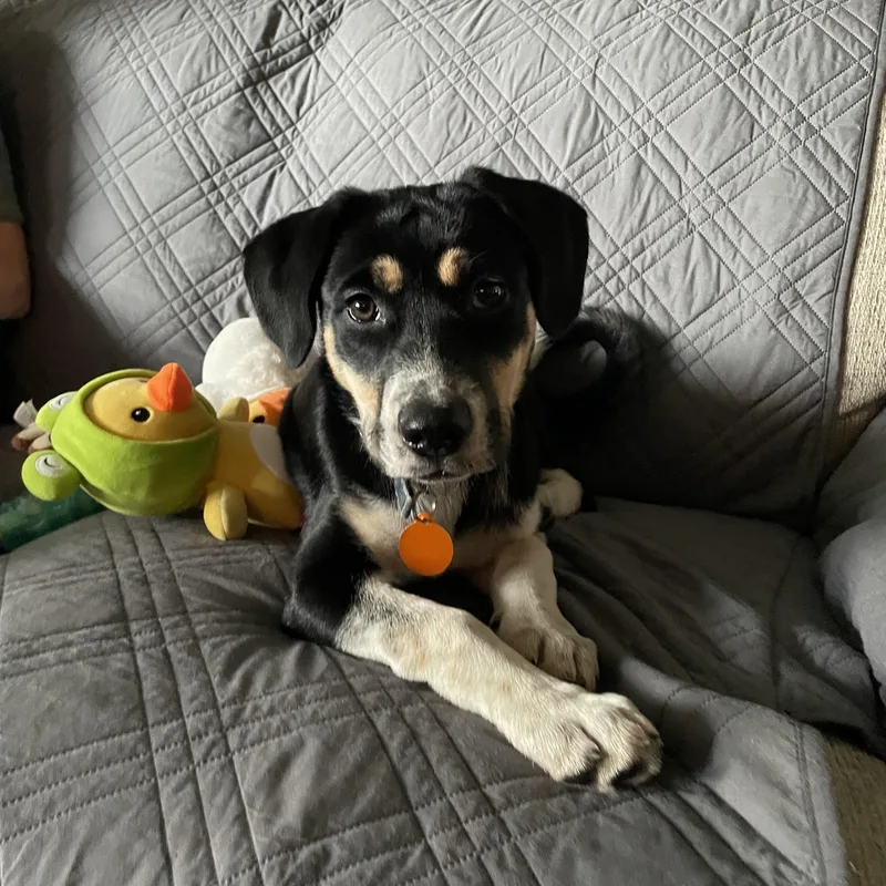 A baby medium-sized female Tricolor (Brown, Black, & White) Hound dog named Lola for adoption in Avondale, PA