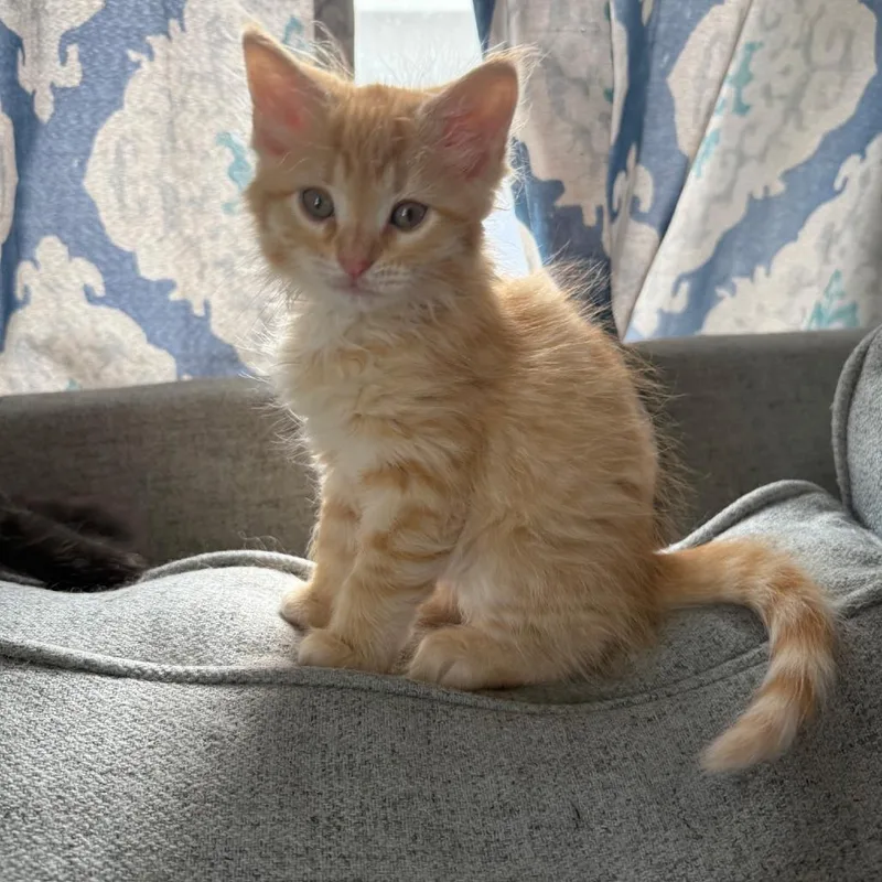 A baby small-sized male Orange / Red Domestic Medium Hair cat named Midas for adoption in Little Rock, AR
