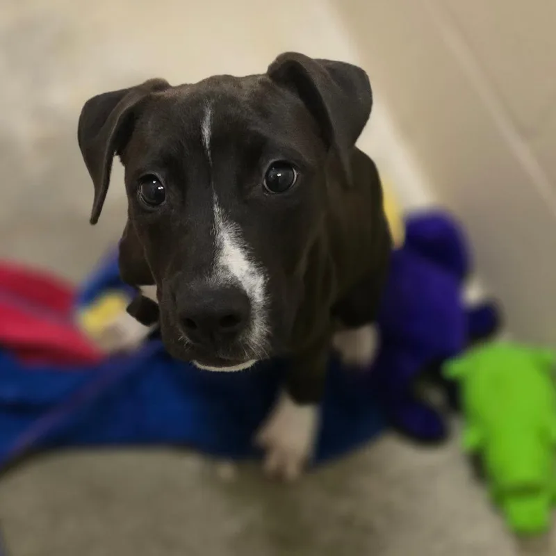 A baby medium-sized female Black Mixed Breed dog named Lake Ontario for adoption in Columbia, MO