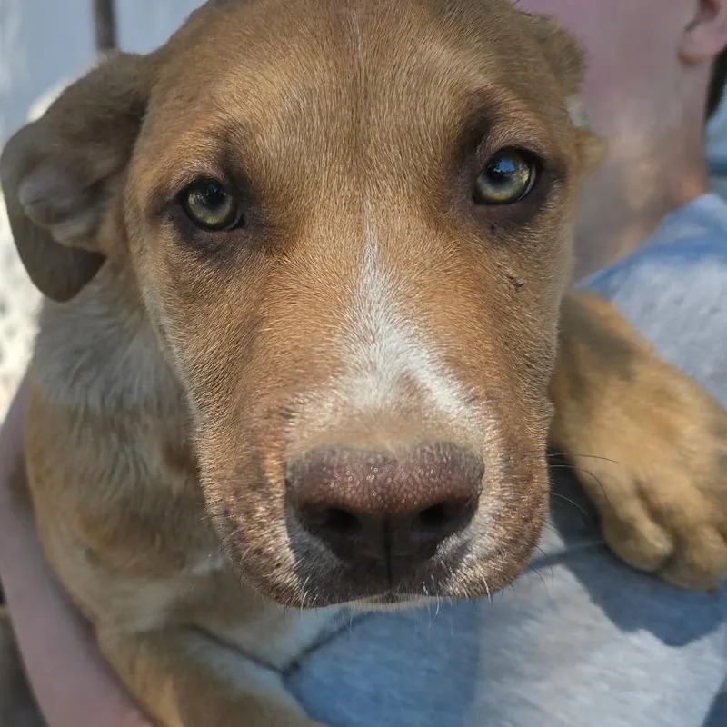 Coco