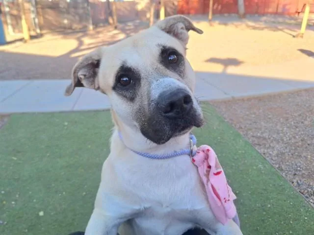 A young large-sized male German Shepherd Dog dog named Rocko for adoption in Phoenix, AZ