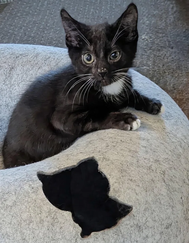 A baby medium-sized female Domestic Short Hair cat named Miny for adoption in Hillsboro, OR