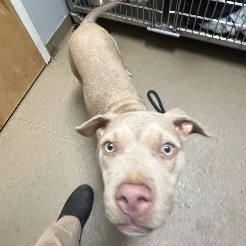A young medium-sized female Yellow / Tan / Blond / Fawn Mixed Breed dog named Riven for adoption in Chattanooga, TN