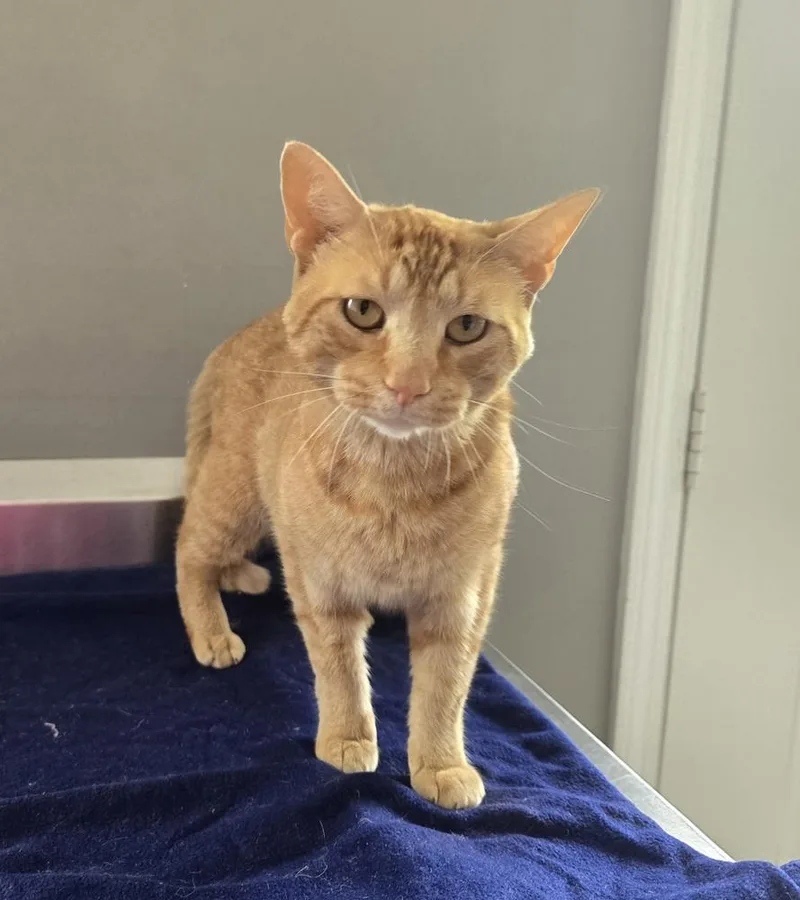 An adult large-sized male Domestic Short Hair cat named Weasley for adoption in Dickson, TN
