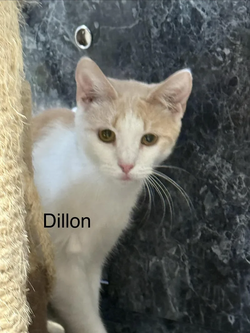 A baby medium-sized male Orange & White Domestic Short Hair cat named Dillon for adoption in Plymouth, MA