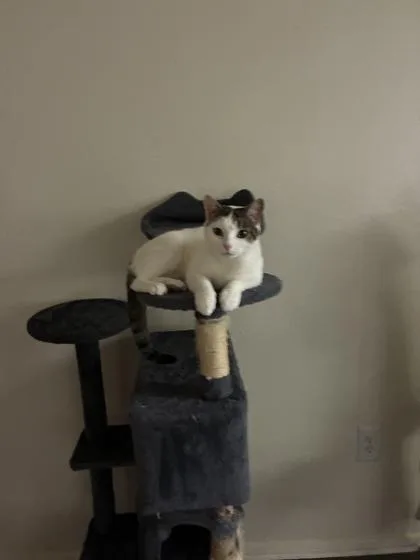 An adult small-sized female Domestic Short Hair cat named Cherry for adoption in West Chester, PA