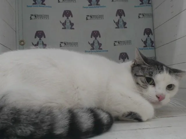 An adult medium-sized male Domestic Short Hair cat named Grayson for adoption in Orlando, FL