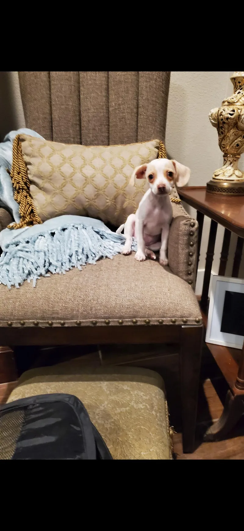 A young small-sized female Apricot / Beige Terrier dog named Daisy The Cutie for adoption in Citrus Heights, CA