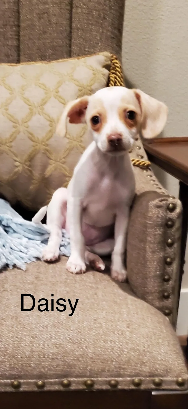 Daisy  The Cutie thumbnail 3