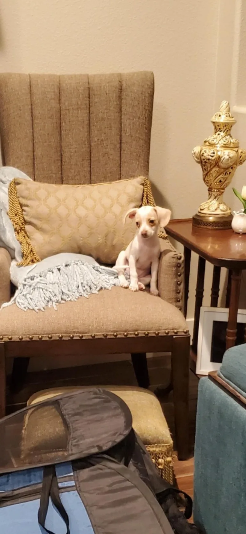 Daisy  The Cutie thumbnail 4