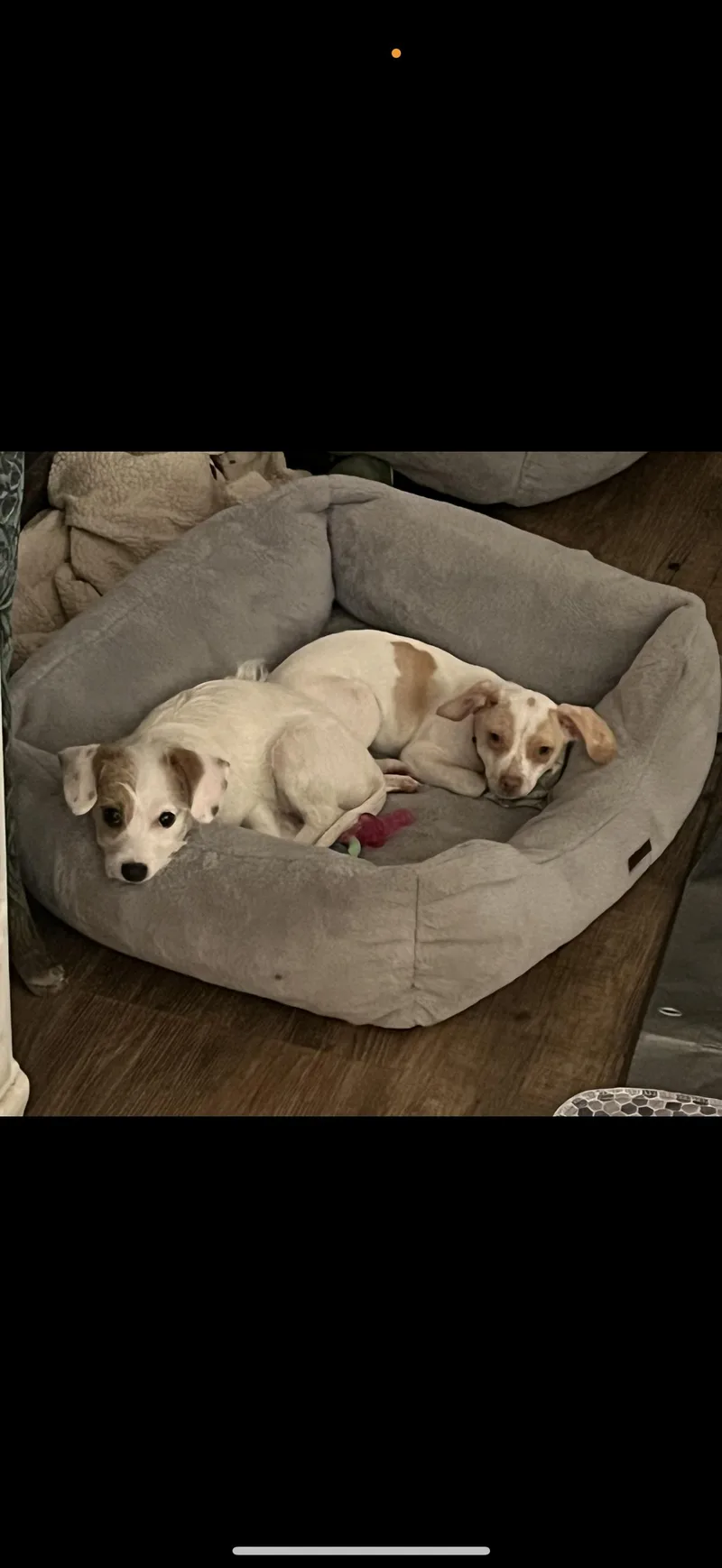 Daisy  The Cutie thumbnail 5
