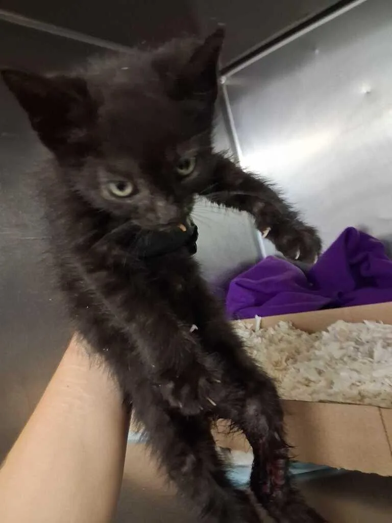 A young small-sized male Black Domestic Short Hair cat named Pizazz for adoption in Cincinnati, OH