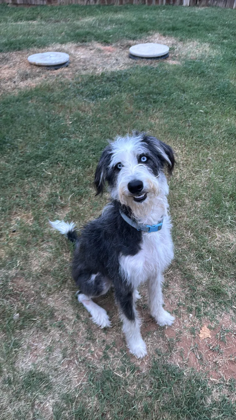 A young medium-sized male Aussiedoodle dog named Onyx for adoption in Haslet, TX