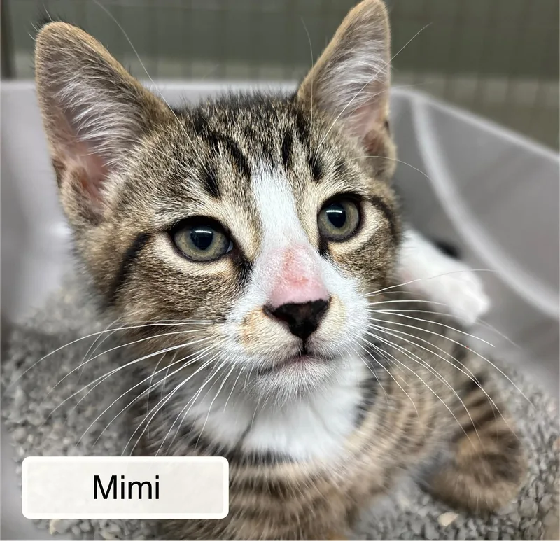 A baby small-sized female Black Domestic Short Hair cat named Magic  Mimi And for adoption in Ellicott City, MD