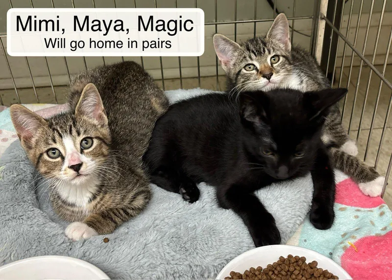 Magic  Mimi And thumbnail 2