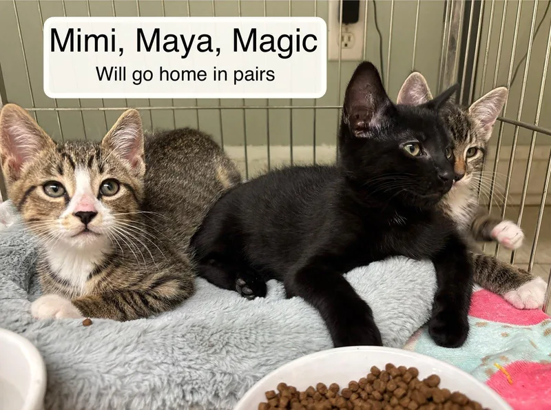 Magic  Mimi And thumbnail 3