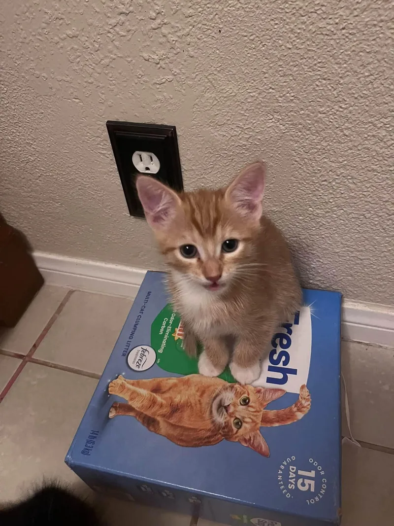 A baby medium-sized female Tabby cat named Marmalade for adoption in Tehachapi, CA