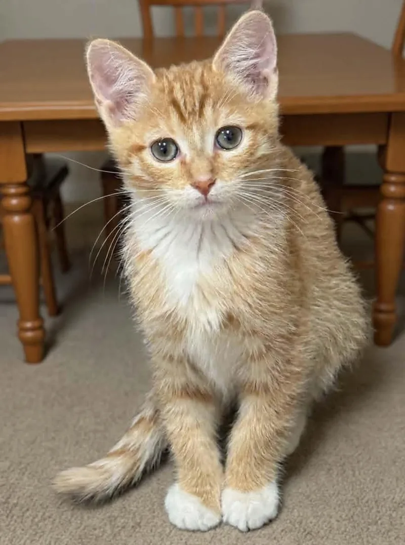 Marmalade thumbnail 2