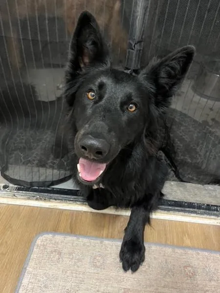 An adult large-sized female German Shepherd Dog dog named Ari for adoption in San Diego, CA