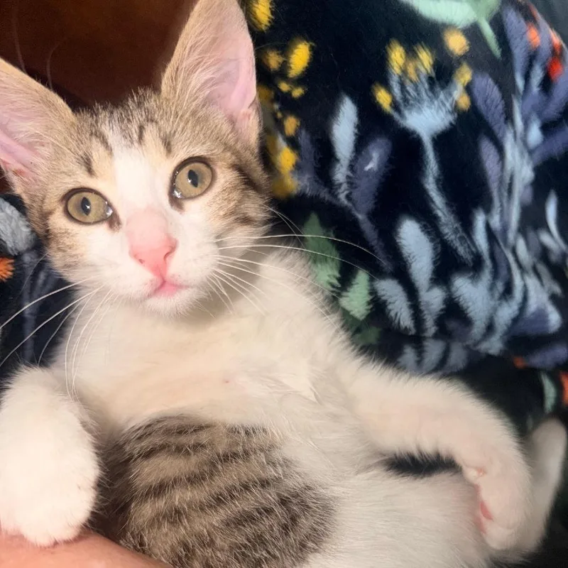 A baby small-sized female Brown / Chocolate Domestic Short Hair cat named Birdy for adoption in Houston, TX