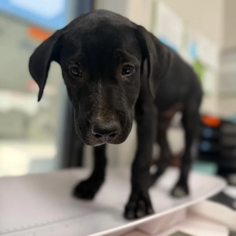 A baby large-sized female Black Mixed Breed dog named Lousie for adoption in Columbiana, AL