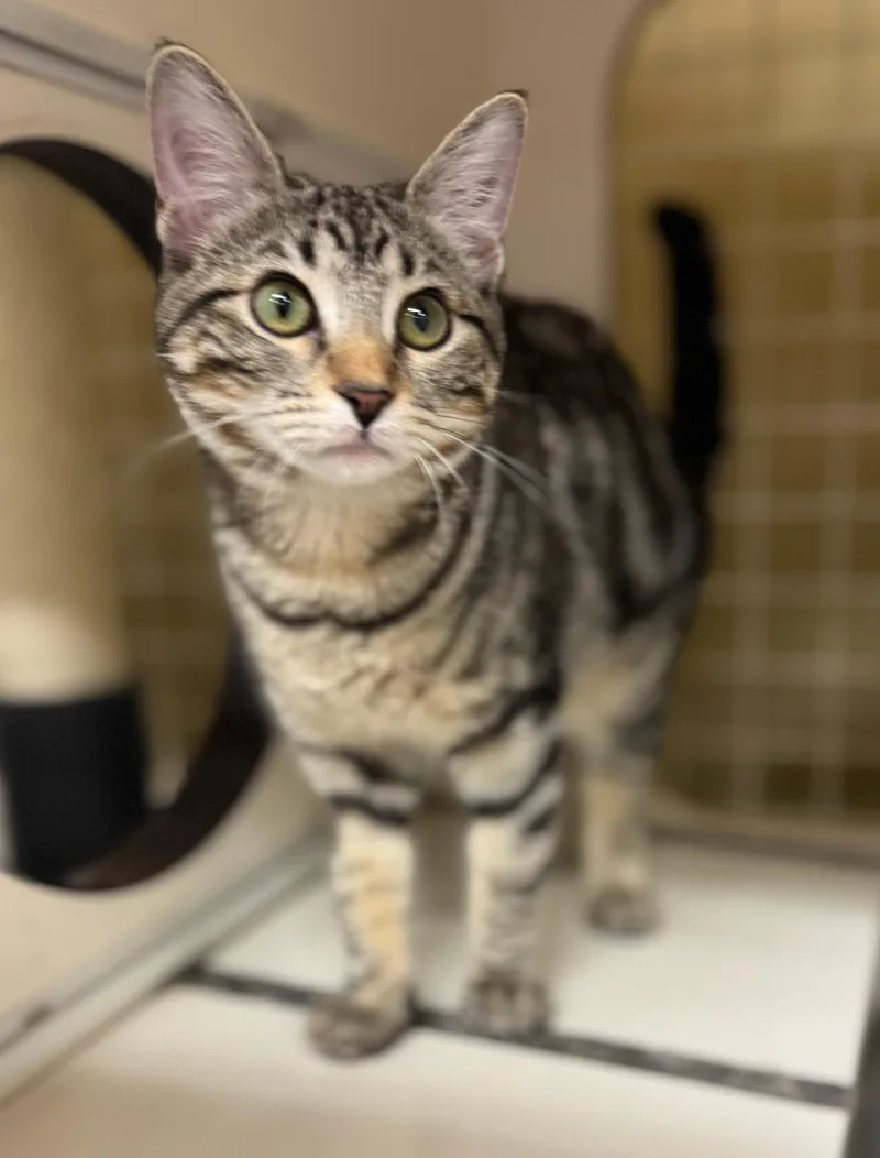 A young medium-sized female Tabby (Gray / Blue / Silver) Domestic Short Hair cat named Ashley for adoption in Fort Worth, TX