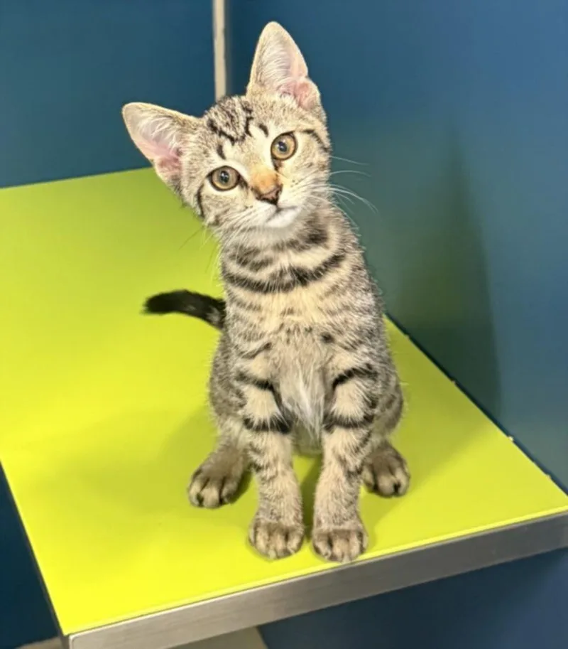 A baby small-sized female Domestic Short Hair cat named Princess Peach for adoption in Hagerstown, MD