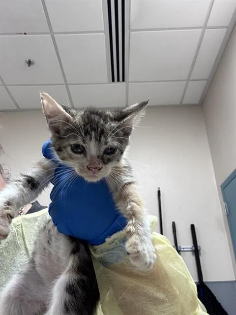 A baby small-sized female Domestic Short Hair cat named French Toast for adoption in Las Vegas, NV