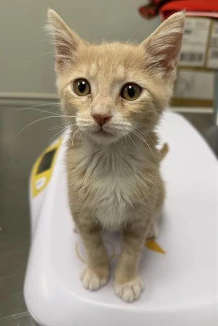 A baby small-sized female Domestic Short Hair cat named Maple for adoption in Ontario, CA