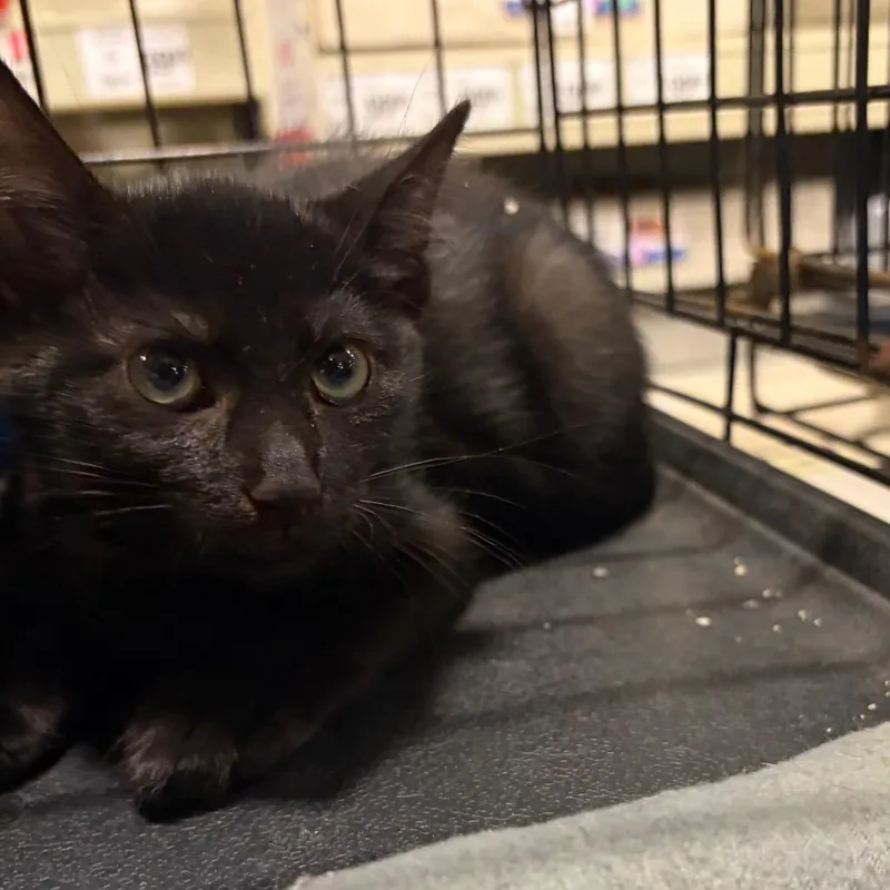 A baby small-sized male Black Domestic Short Hair cat named Mirrorball for adoption in Melrose, FL