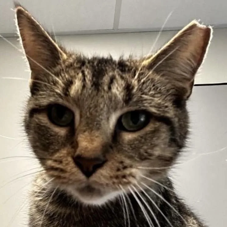 An adult medium-sized female Brown / Chocolate Domestic Short Hair cat named Molly for adoption in Columbia Station, OH