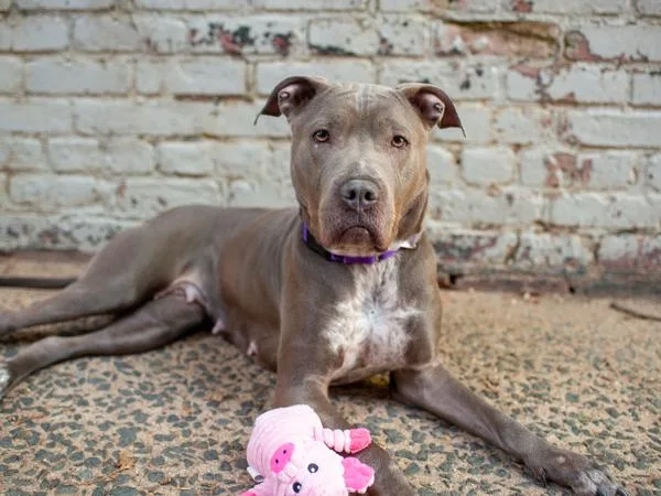 An adult large-sized female Mixed Breed dog named Clue for adoption in New York, NY