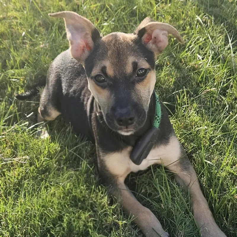 A baby medium-sized female Black Shepherd dog named Keene for adoption in Wake Forest, NC