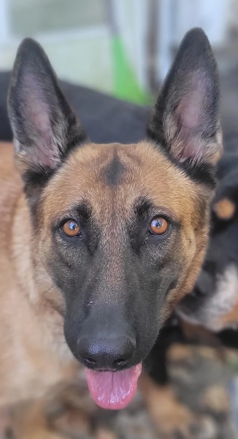 An adult large-sized female Shepherd dog named Montana for adoption in Elkhorn, WI