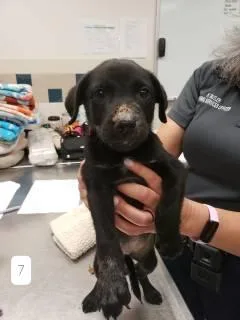 A baby medium-sized male Black Australian Cattle Dog / Blue Heeler dog named Comet for adoption in Allen, TX