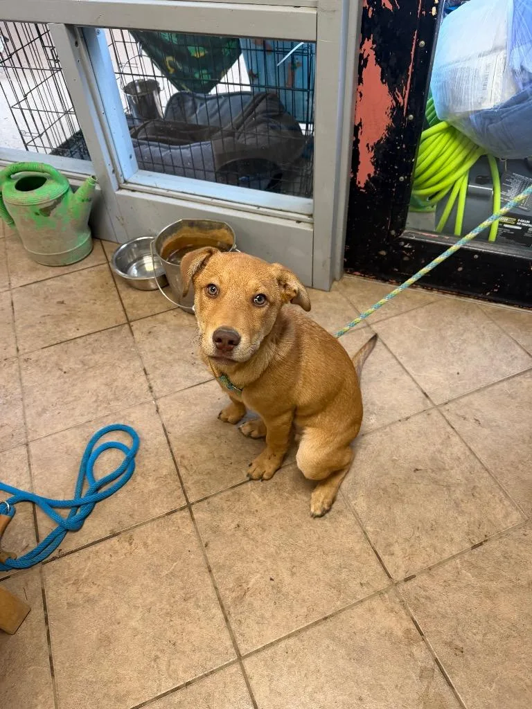 A baby medium-sized male Mixed Breed dog named Dash for adoption in Marion, OH