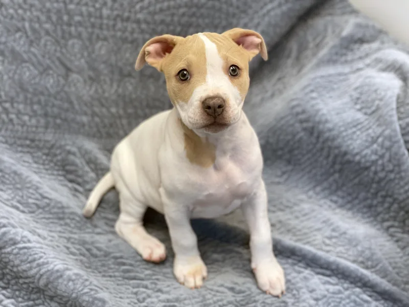 A baby medium-sized female Yellow / Tan / Blond / Fawn Terrier dog named Molly for adoption in Charles Town, WV