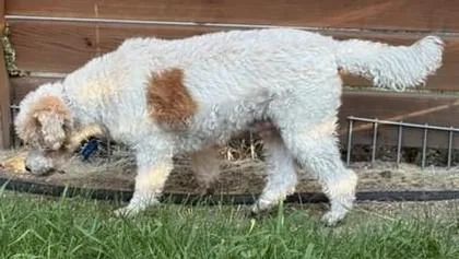 A senior medium-sized male Bicolor Cockapoo dog named Rico C for adoption in Parker, CO