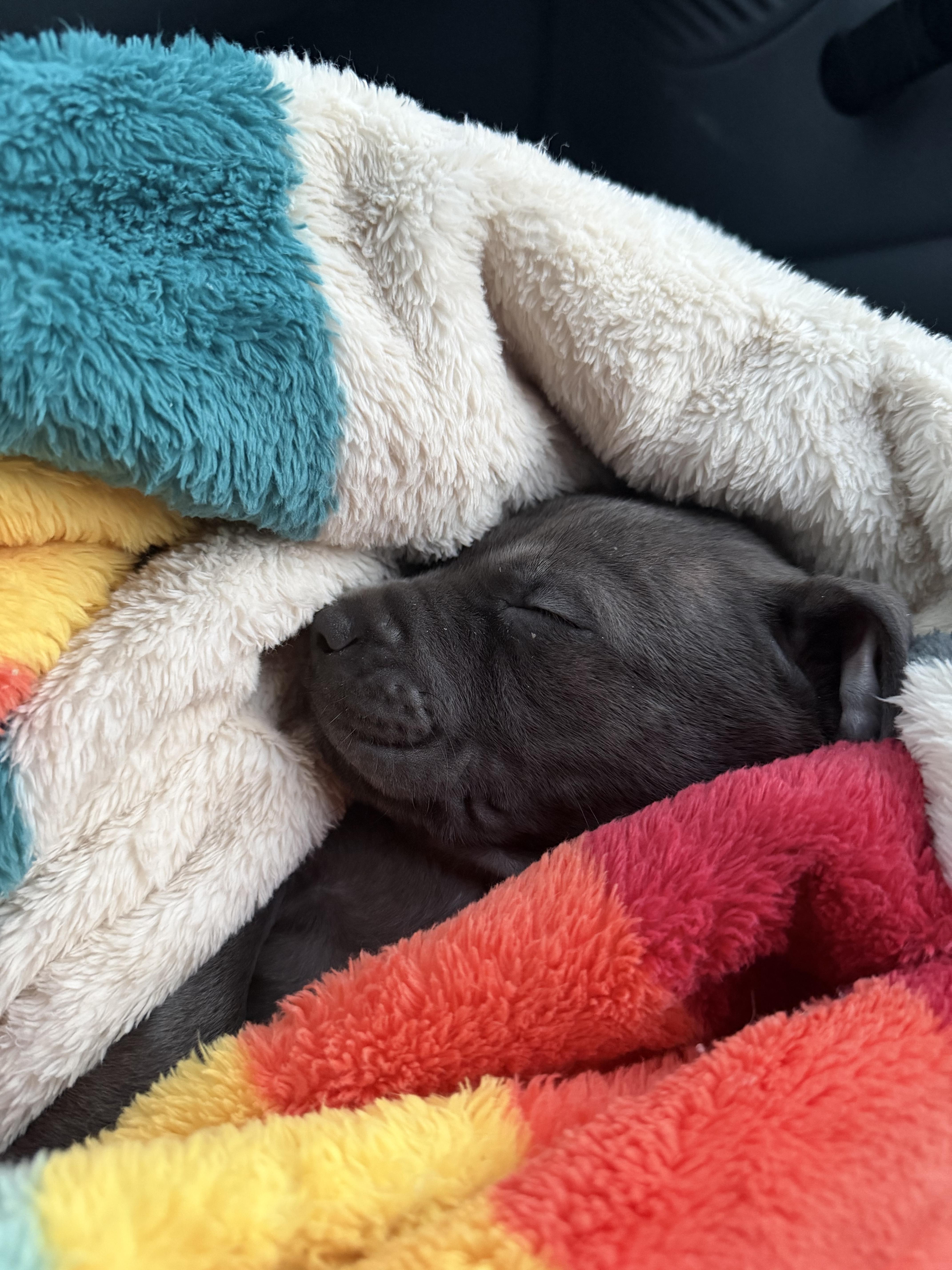 A baby medium-sized male Pit Bull Terrier dog named Atlas for adoption in Amity, OR