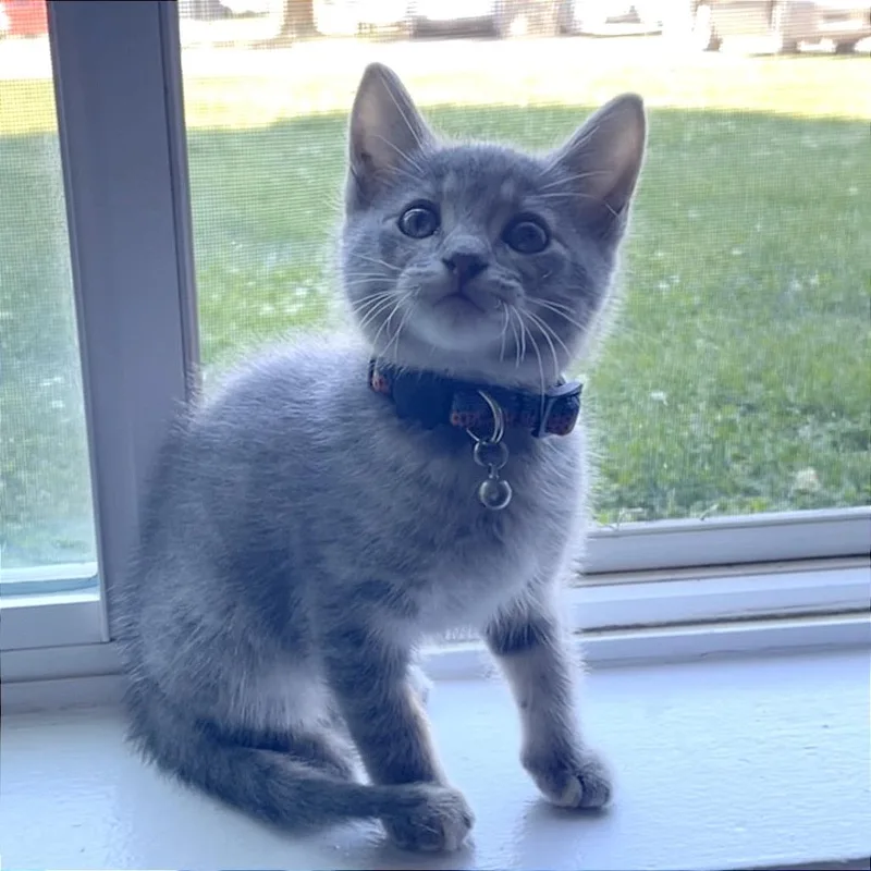 A baby small-sized female Gray / Blue / Silver Domestic Short Hair cat named Sticky for adoption in Wichita, KS