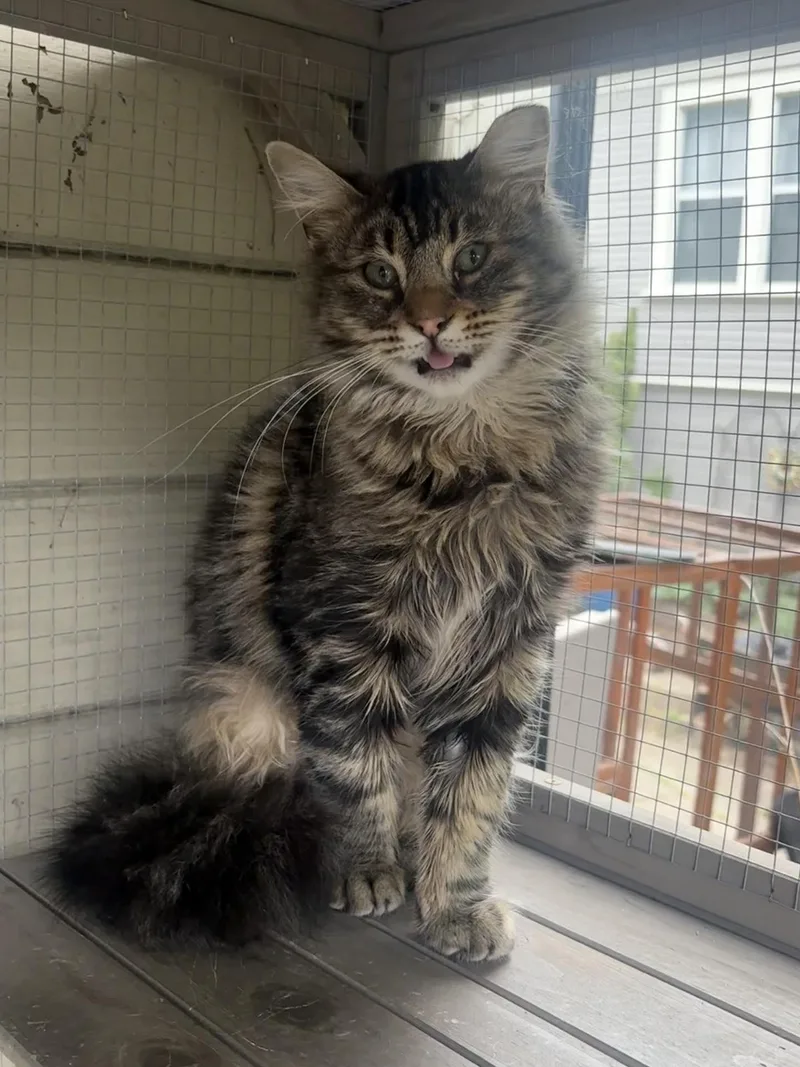 A baby medium-sized female Tabby cat named Babka for adoption in Walnut Creek, CA