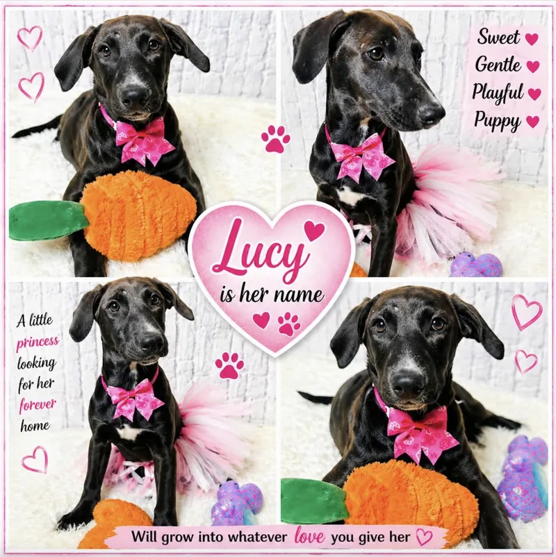A baby medium-sized female Labrador Retriever dog named Lucy for adoption in Allen, TX