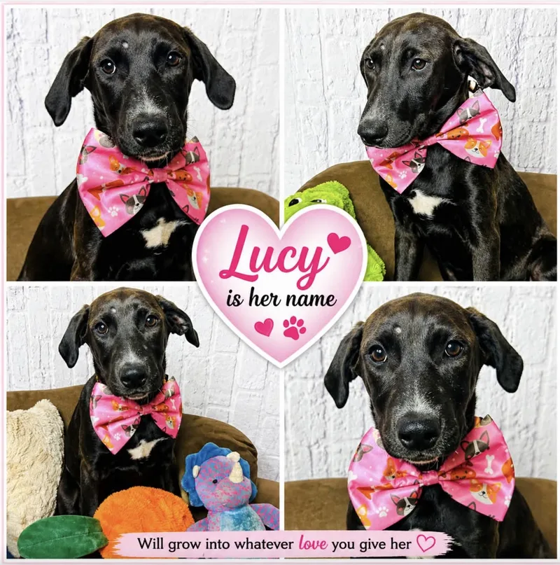 Lucy thumbnail 2