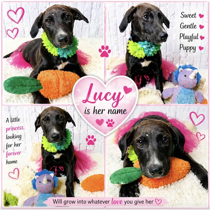 Lucy thumbnail 3